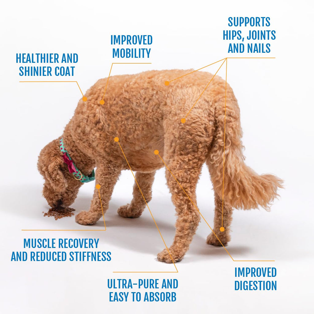 Eggshell Membrane Collagen Powder for Dogs F442632