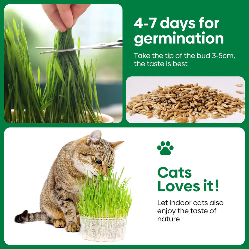 Cat Grass Seeds Bulk 1LB Non-GMO Heirloom Barley Oats Wheat Rye I50779