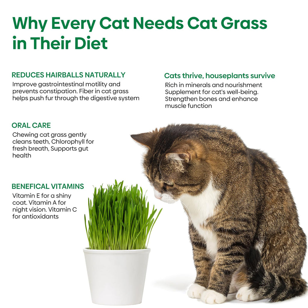 Cat Grass Seeds Bulk 1LB Non-GMO Heirloom Barley Oats Wheat Rye I50779