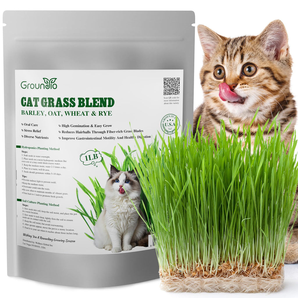 Cat Grass Seeds Bulk 1LB Non-GMO Heirloom Barley Oats Wheat Rye I50779