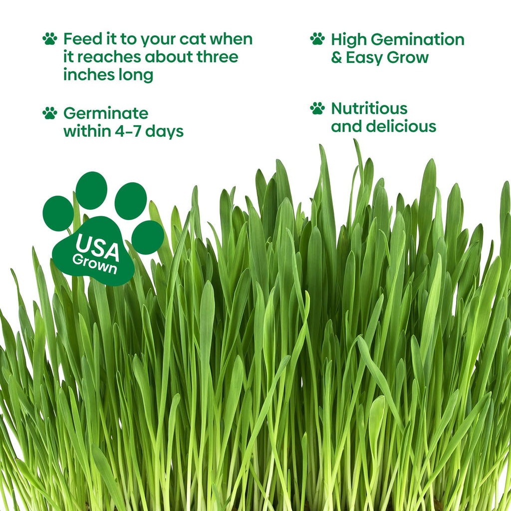 Cat Grass Seeds Bulk 1LB Non-GMO Heirloom Barley Oats Wheat Rye I50779
