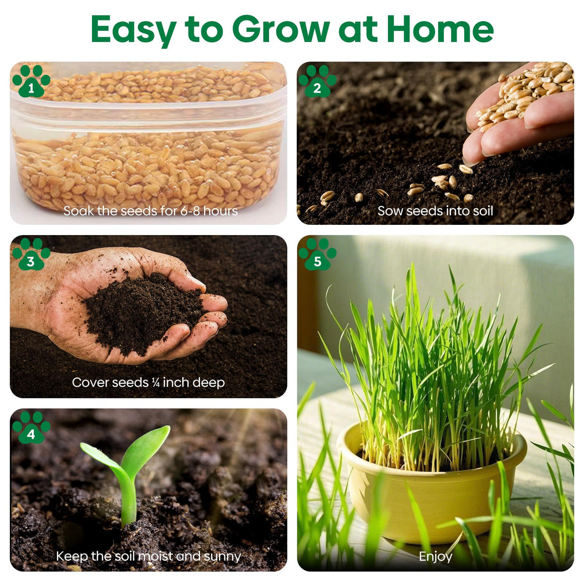 Cat Grass Seeds Bulk 1LB Non-GMO Heirloom Barley Oats Wheat Rye I50779