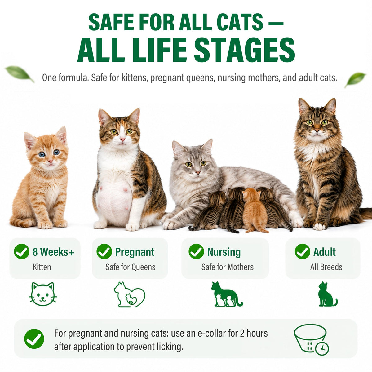 Cat Flea & Tick Topical Drops 12 Doses S673