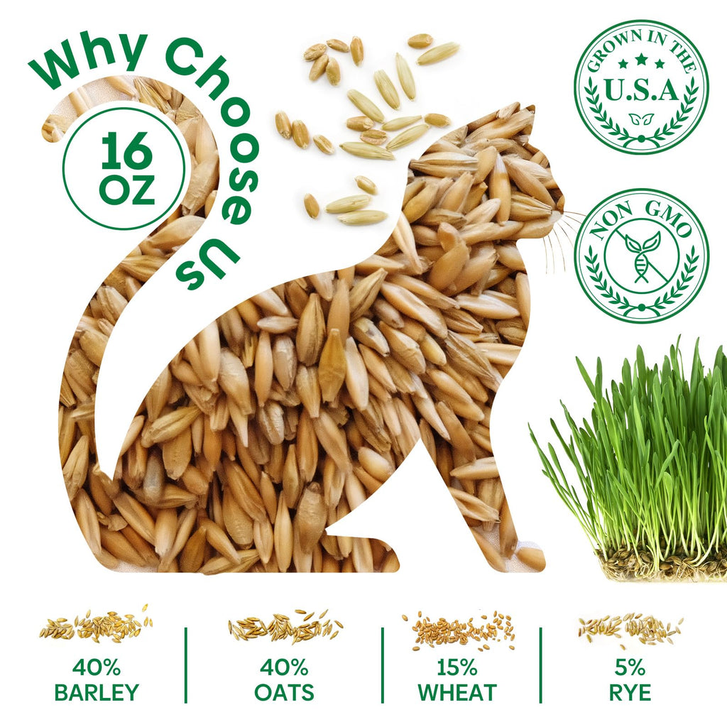 Cat Grass Seeds Bulk 1LB Non-GMO Heirloom Barley Oats Wheat Rye I50779